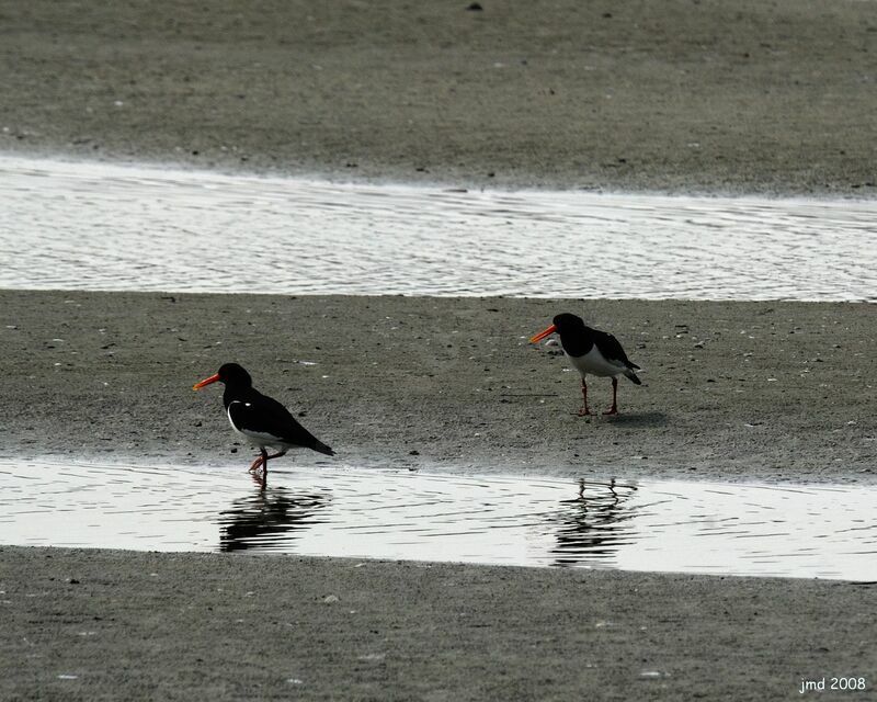 Eurasian Oystercatcher