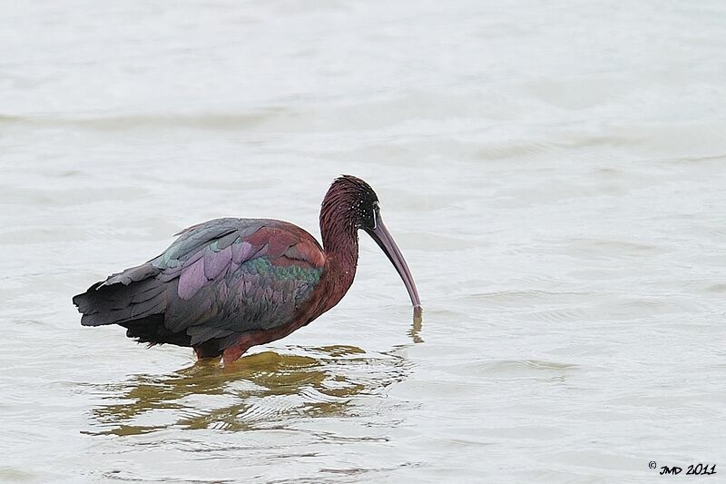 Glossy Ibis