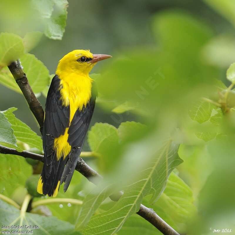 Eurasian Golden Oriole male adult breeding, identification