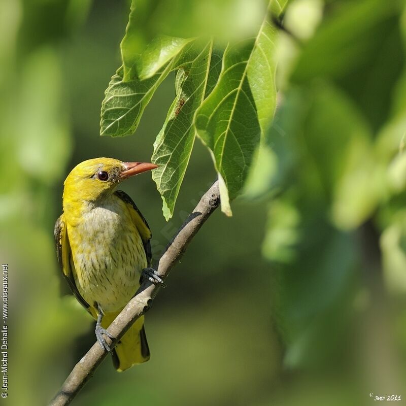 Eurasian Golden Oriole female adult