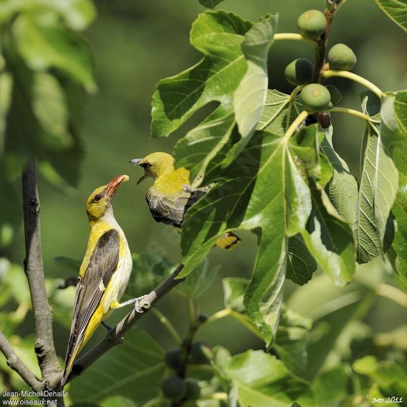 Eurasian Golden Oriole, eats