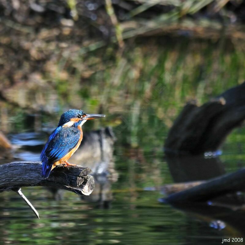 Common Kingfisheradult