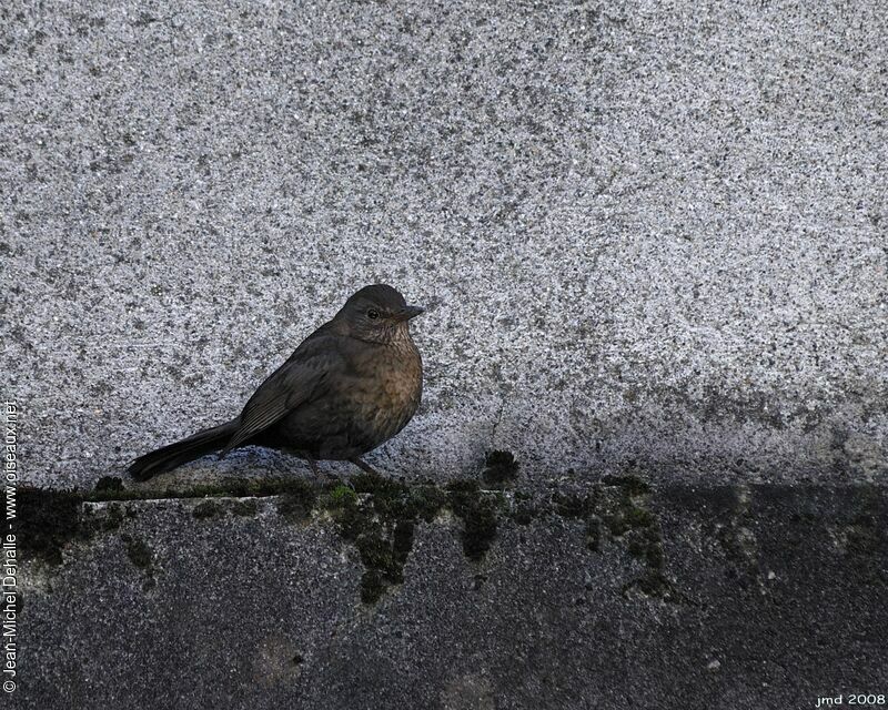 Common Blackbird female adult