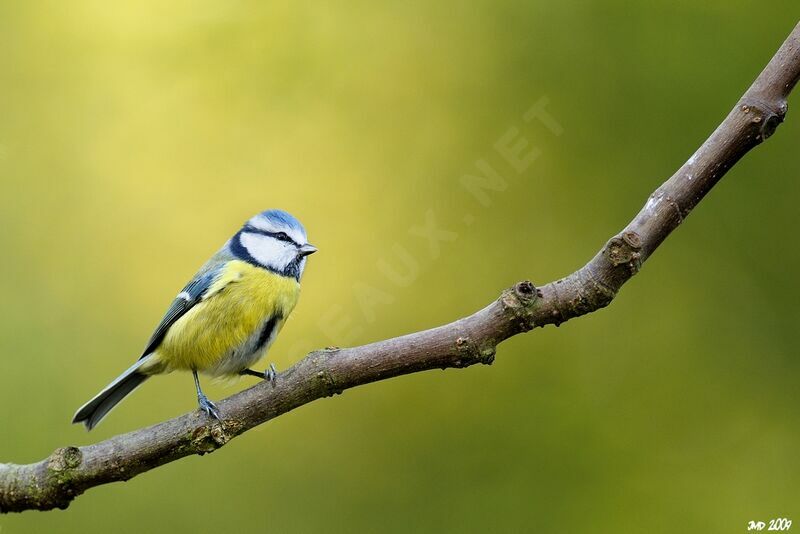 Eurasian Blue Tit