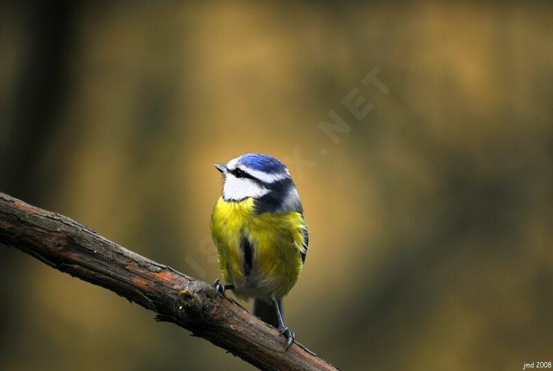 Mésange bleueadulte