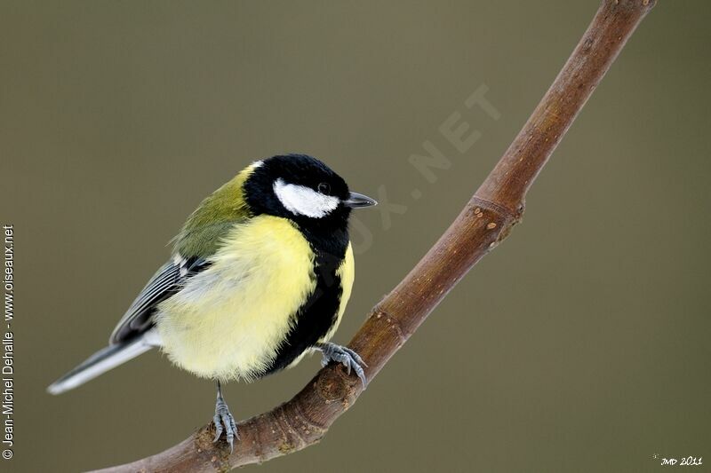 Mésange charbonnière