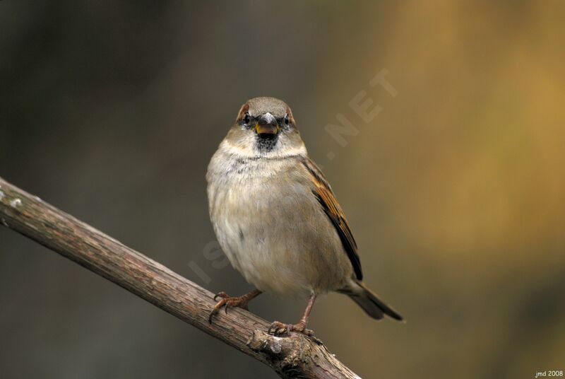 Moineau domestiqueadulte