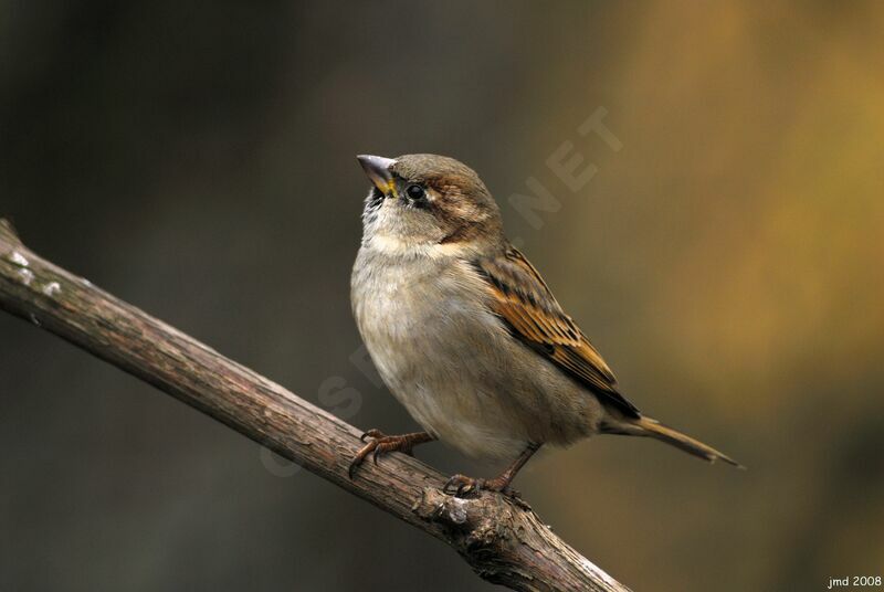 House Sparrow female adult