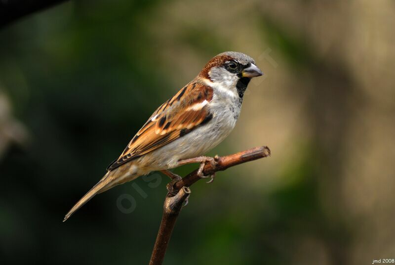 House Sparrow male adult