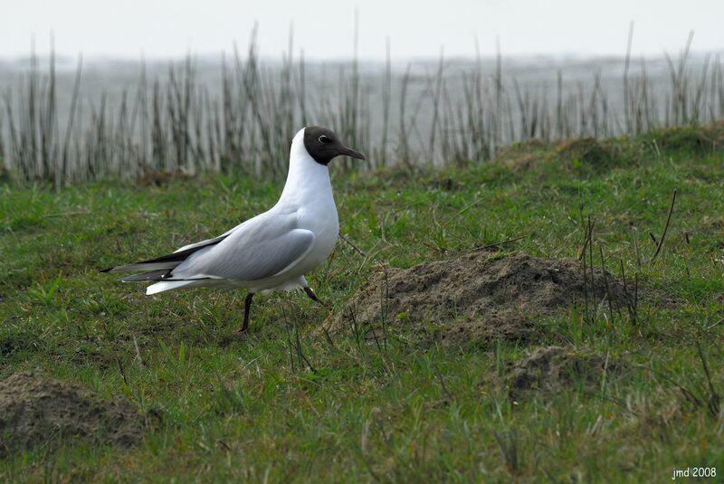 Black-headed Gulladult