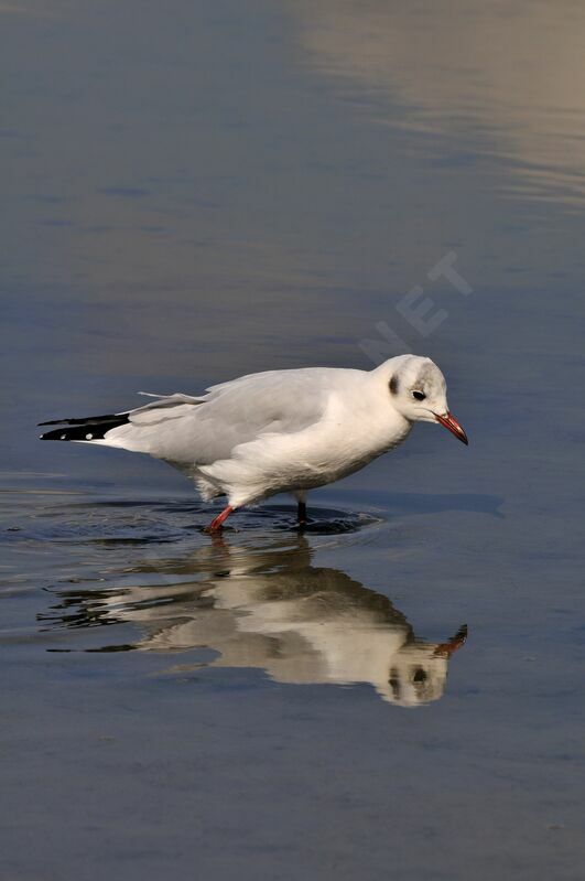 Mouette rieuseadulte internuptial