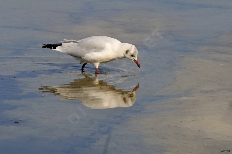 Black-headed Gulladult post breeding