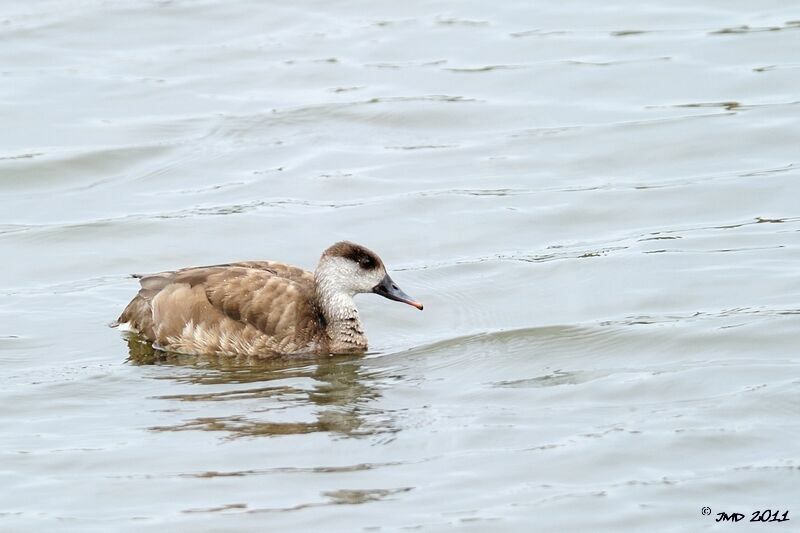 Red-crested Pochard female adult