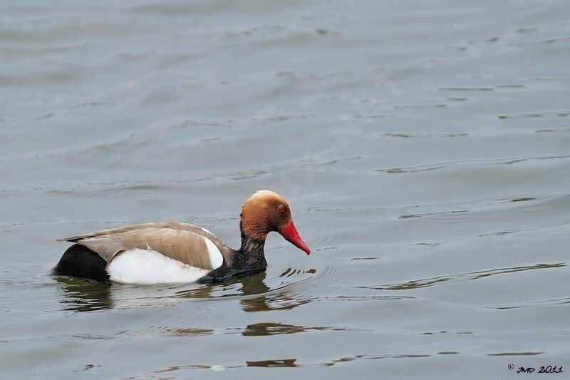 Red-crested Pochard male adult