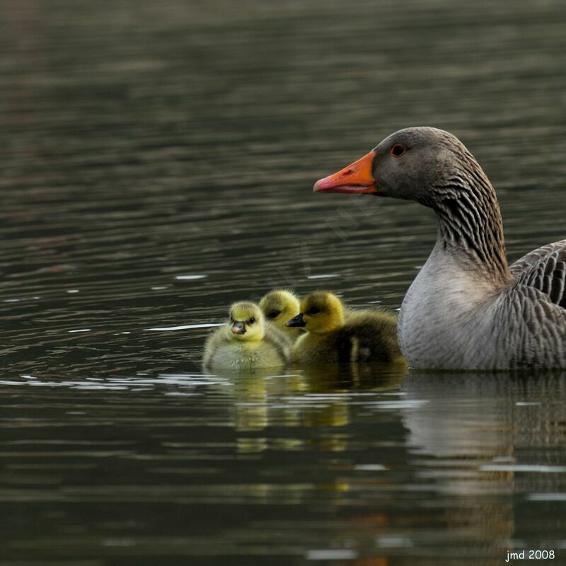 Greylag Goose