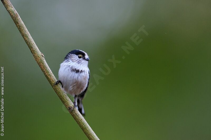 Long-tailed Tit