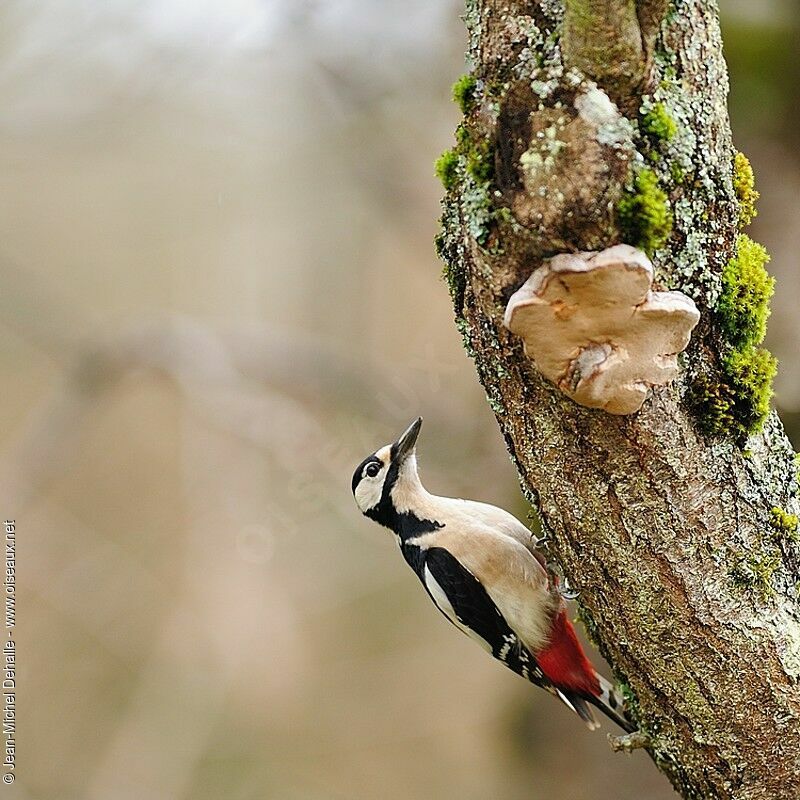 Great Spotted Woodpecker