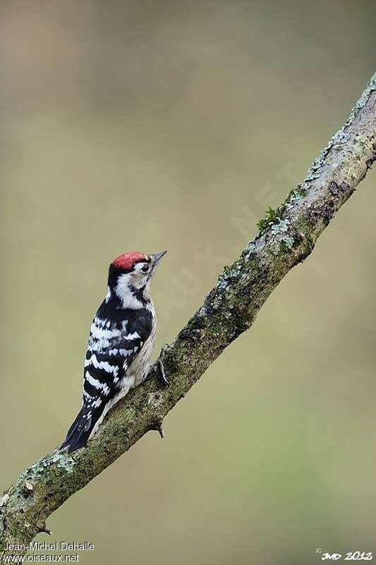 Lesser Spotted Woodpecker male adult, identification