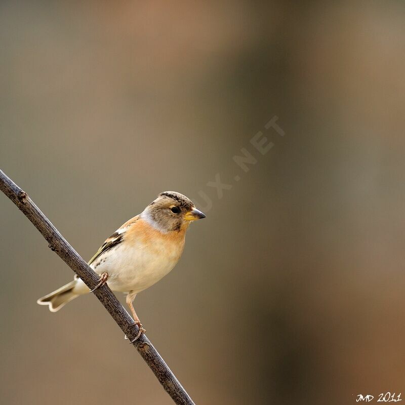 Brambling