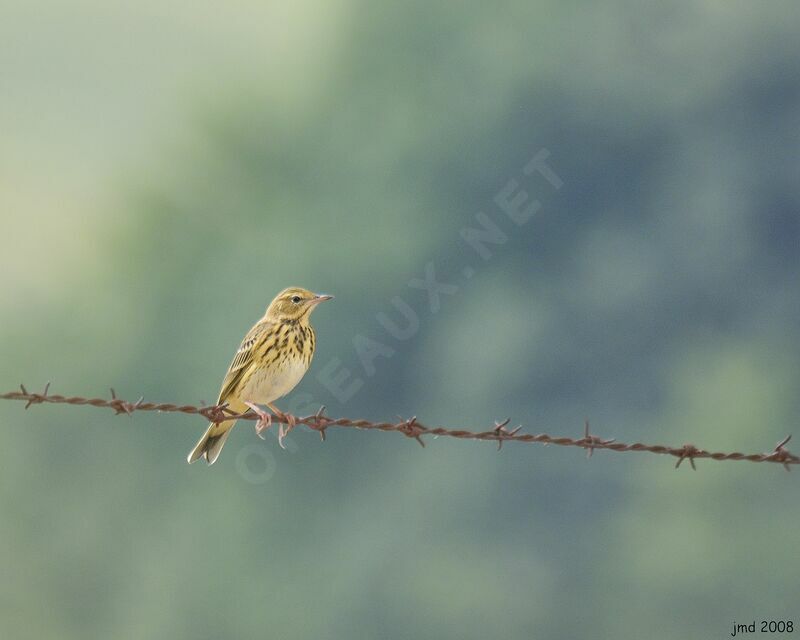 Tree Pipit