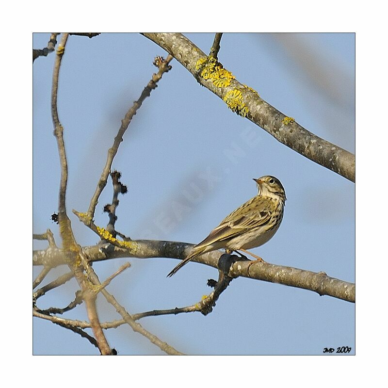 Tree Pipit