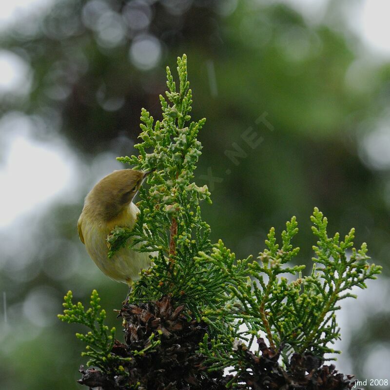 Common Chiffchaffadult