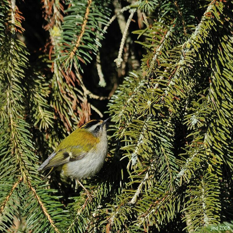 Common Firecrest