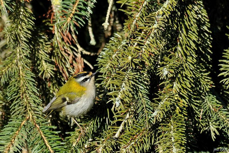 Common Firecrest