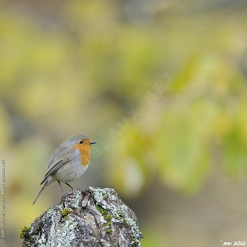 Rougegorge familier