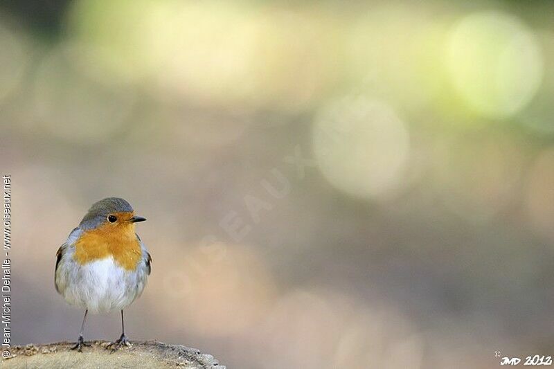 European Robin