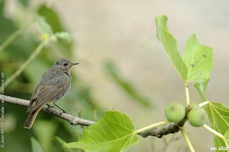 Black Redstartjuvenile