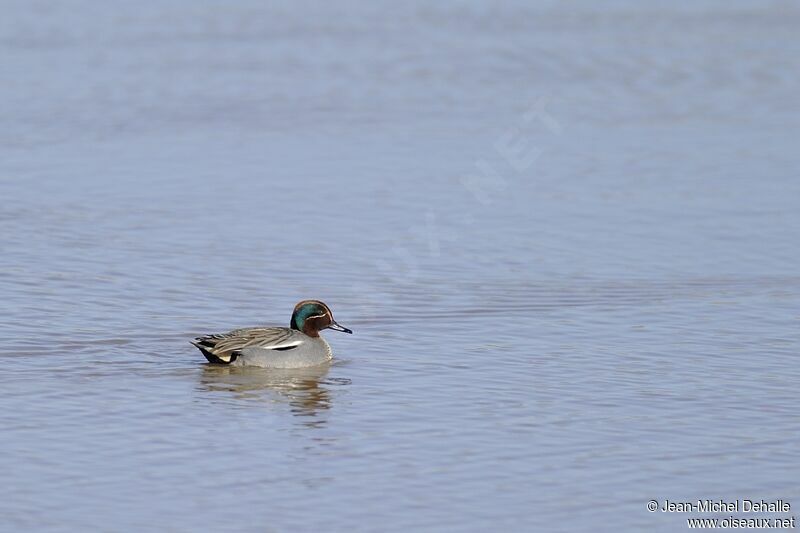 Eurasian Teal male adult