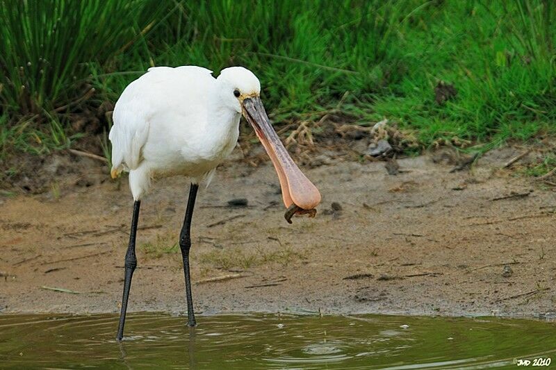 Eurasian Spoonbill