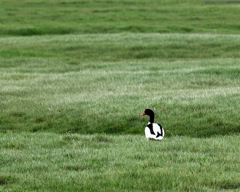 Common Shelduckadult