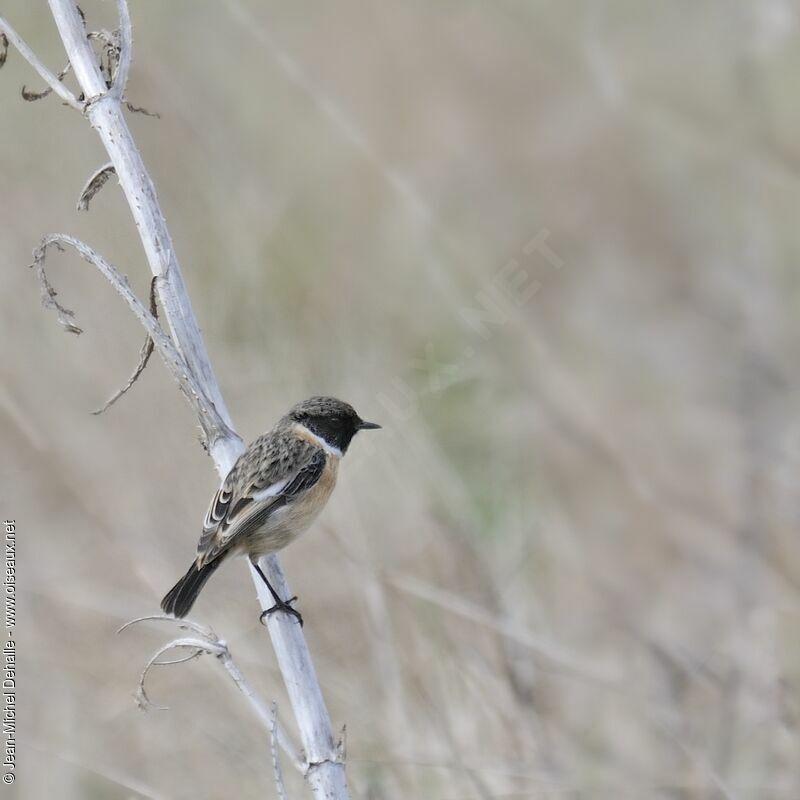 European Stonechat male