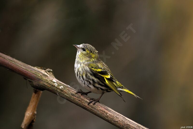 Eurasian Siskin female adult