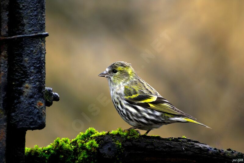 Eurasian Siskin female adult