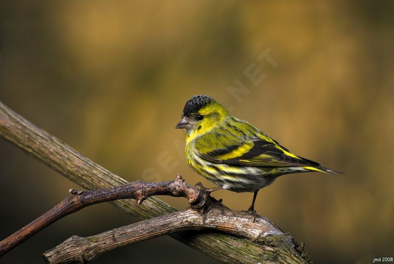 Eurasian Siskin male adult