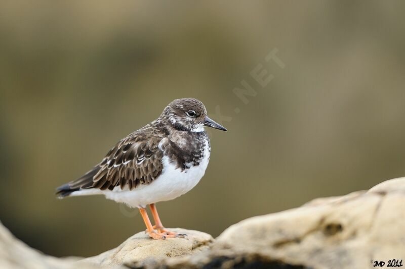 Ruddy Turnstone