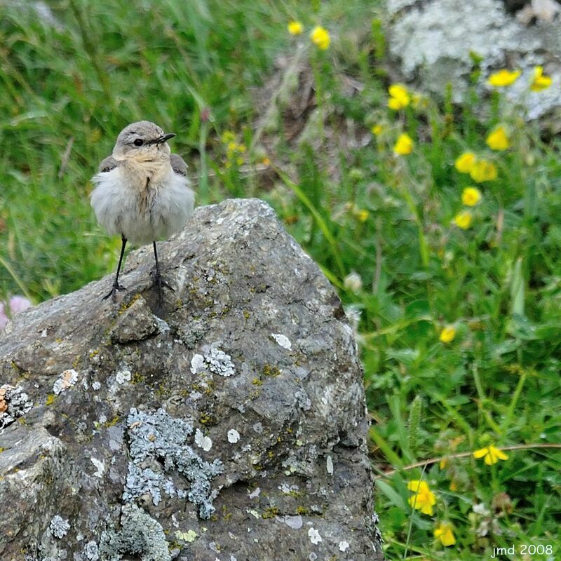 Northern Wheatear female adult