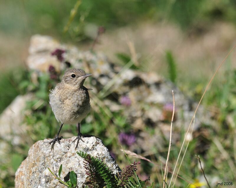 Northern WheatearFirst year