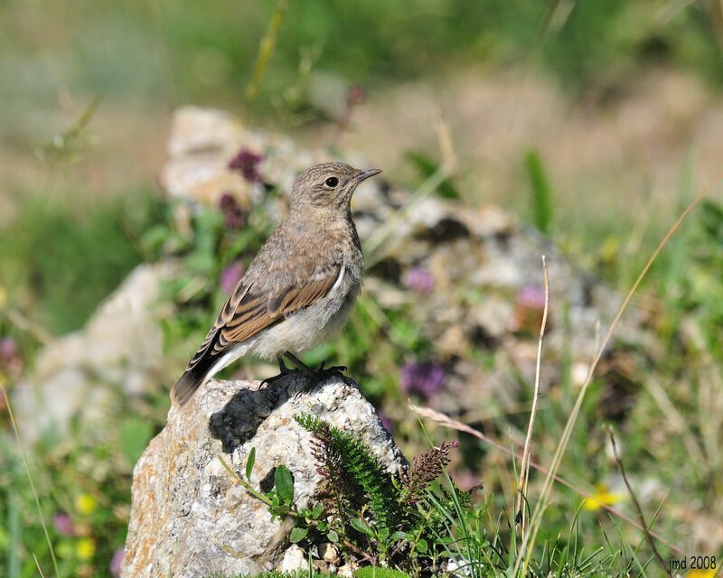 Northern Wheatearjuvenile