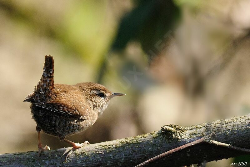 Eurasian Wren