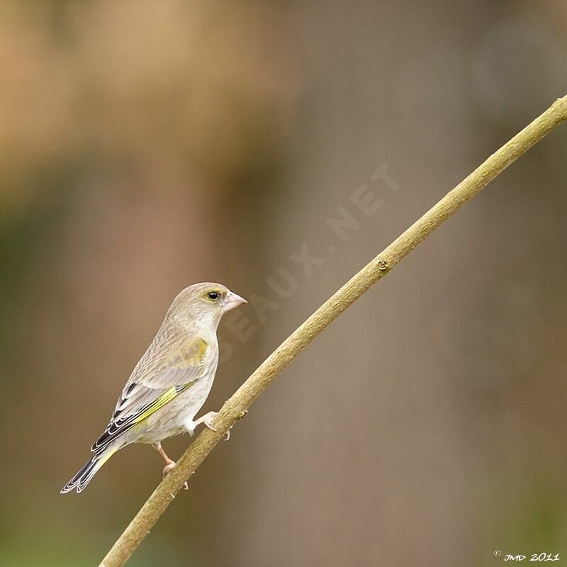 European Greenfinch female