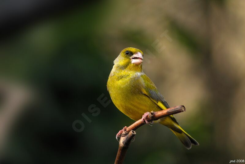 European Greenfinch male adult