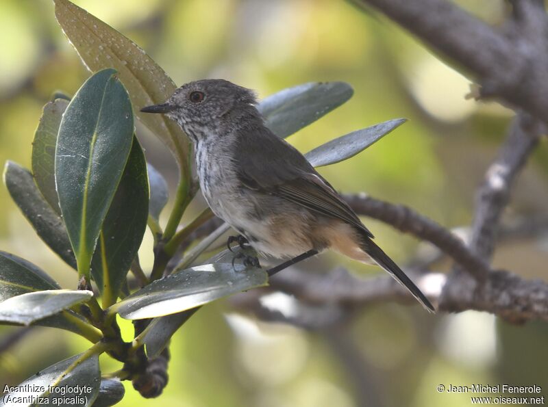 Inland Thornbill