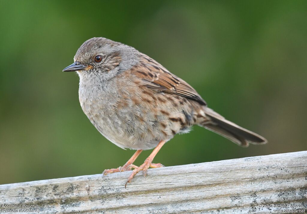 Dunnock