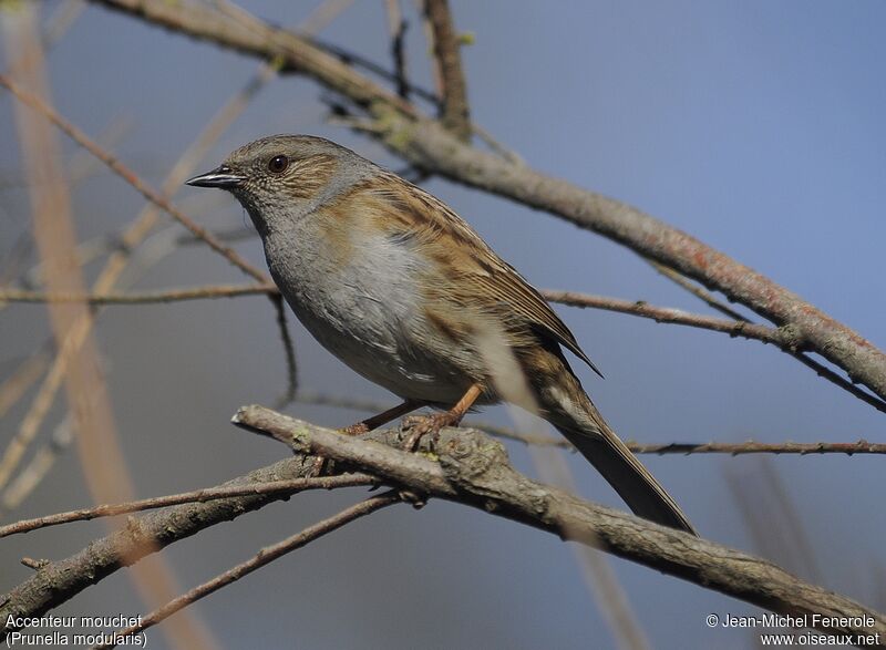 Dunnock