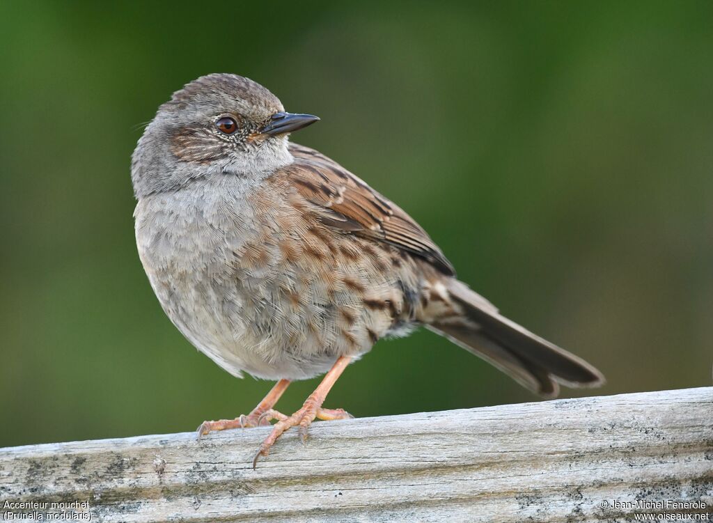 Dunnock