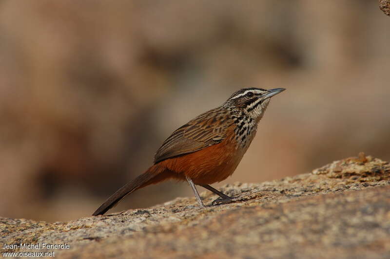 Rockrunner, identification